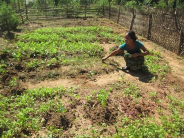Achieving food and nutrition security in remote areas of the Chittagong Hill Tracts